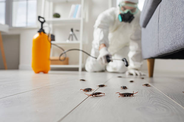 Commercial Rodent Management in Kennedy
